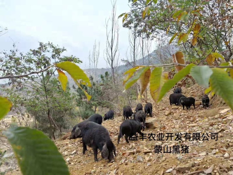 蒙山黑猪肉