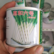 出售大葱一代二代种子！代育大葱苗，免费提供种植技术
