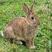 兔子肉兔杂交野兔基地直发提供技术支持包活到家包回收