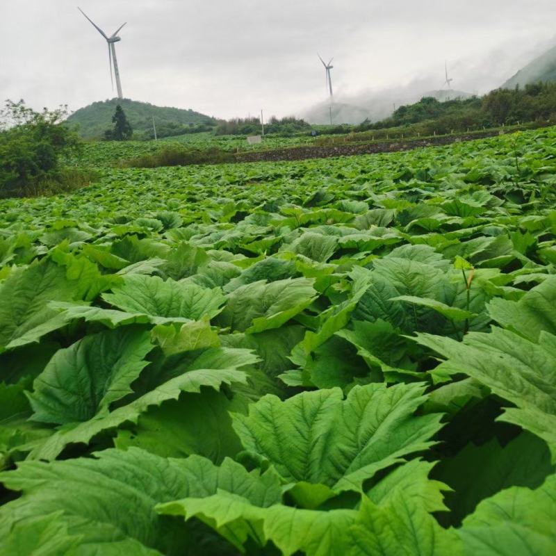 药用根黄