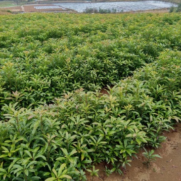 杨梅苗，杨梅地苗，杨梅小苗，杨梅实生苗，嫁接用杨梅苗