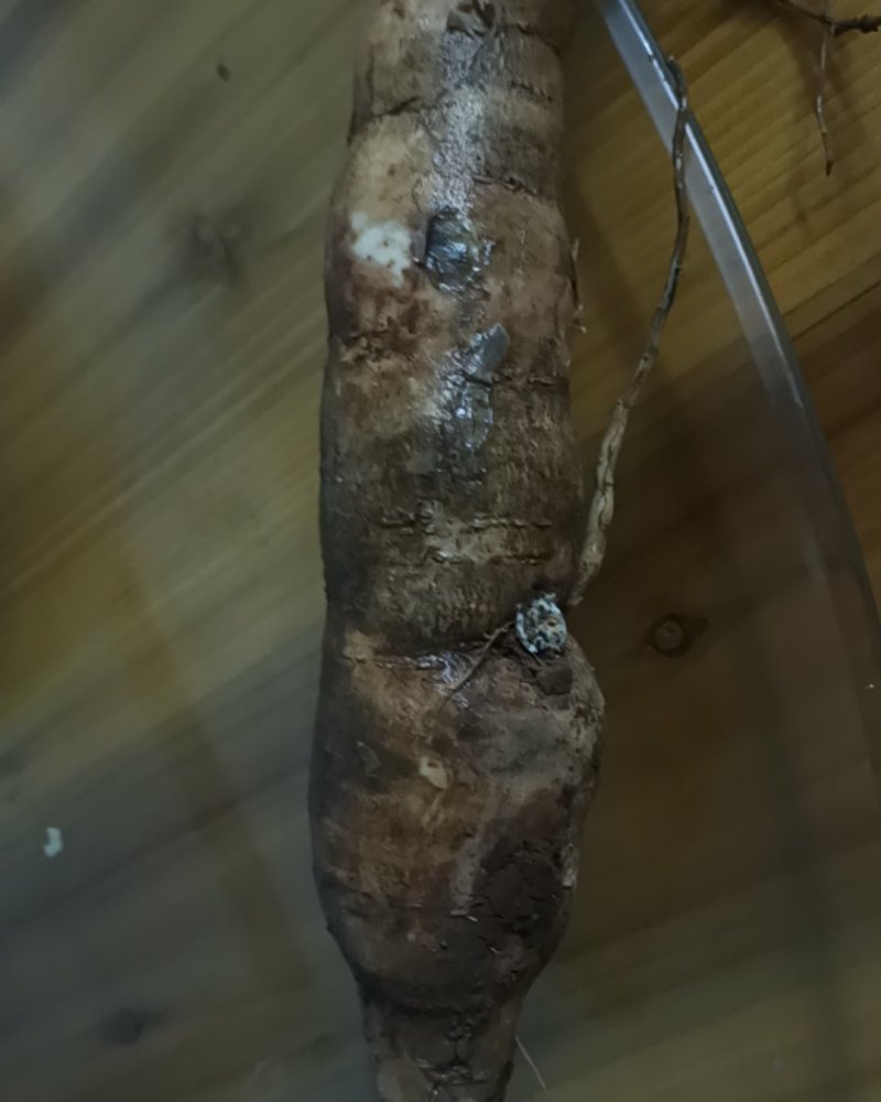 面包木薯（白）有大概三千斤。