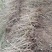 出售2年生精品贵龙5号刺梨苗，价格实惠，可零售可批发