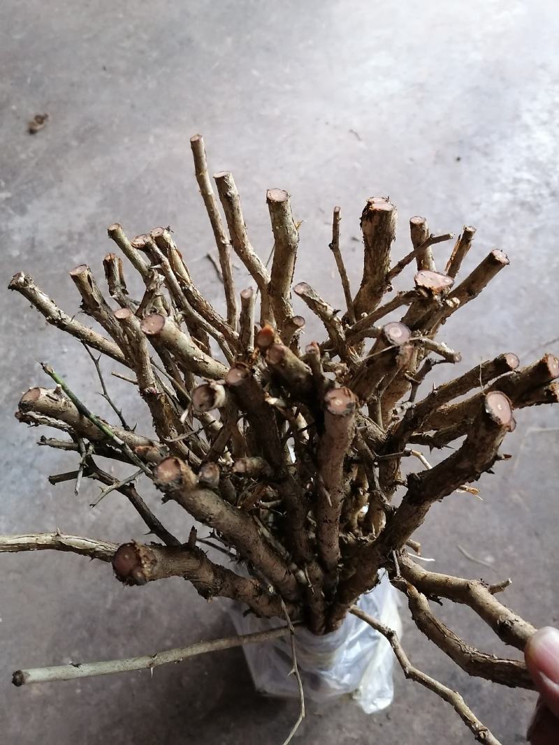 出售2年生精品贵龙5号刺梨苗，价格实惠，可零售可批发