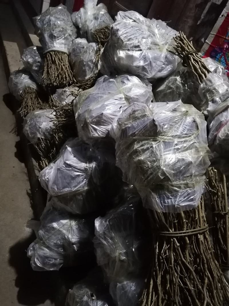 出售2年生精品贵龙5号刺梨苗，价格实惠，可零售可批发