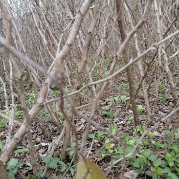 出售2年生精品贵龙5号刺梨苗，价格实惠，可零售可批发