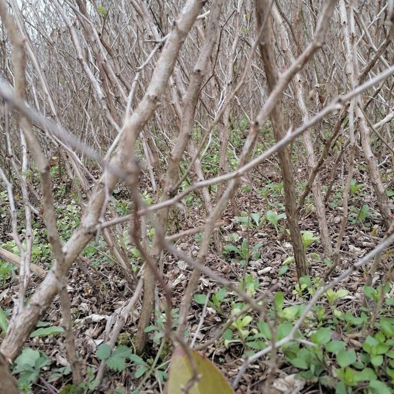 出售2年生精品贵龙5号刺梨苗，价格实惠，可零售可批发
