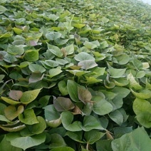 蜜薯红薯苗各种脱毒红薯苗欢迎实地考察订购