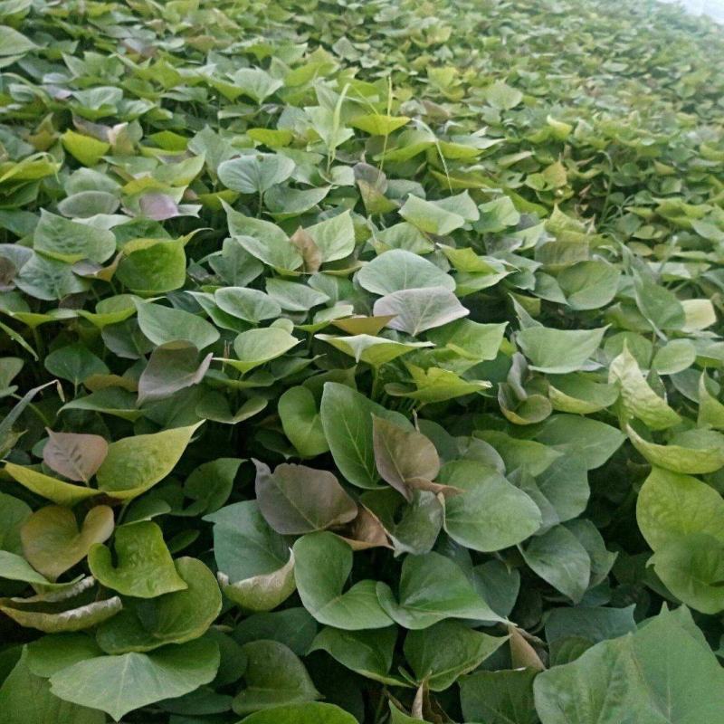 蜜薯红薯苗各种脱毒红薯苗欢迎实地考察订购