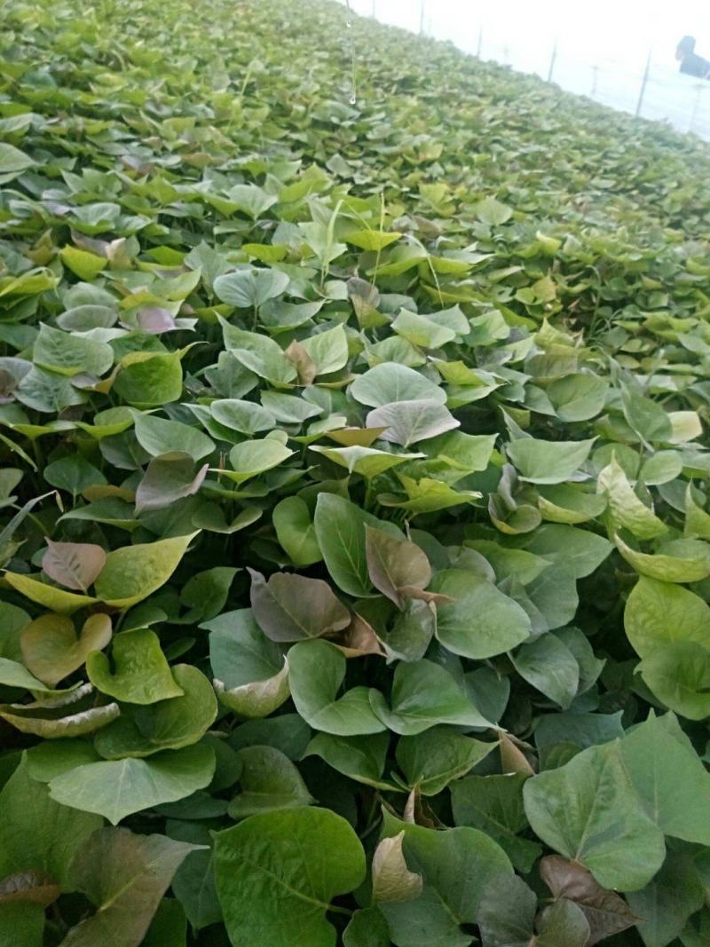 蜜薯红薯苗各种脱毒红薯苗欢迎实地考察订购