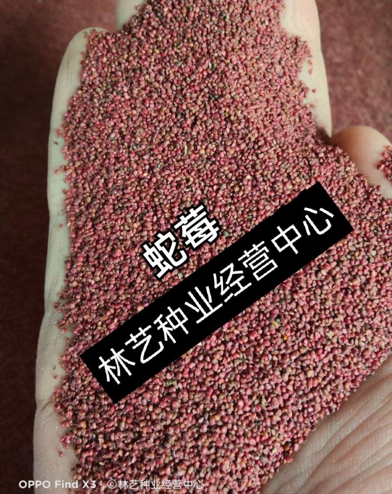 蛇莓种子野生草莓多年生园林地被花籽草坪点缀庭院盆栽花卉