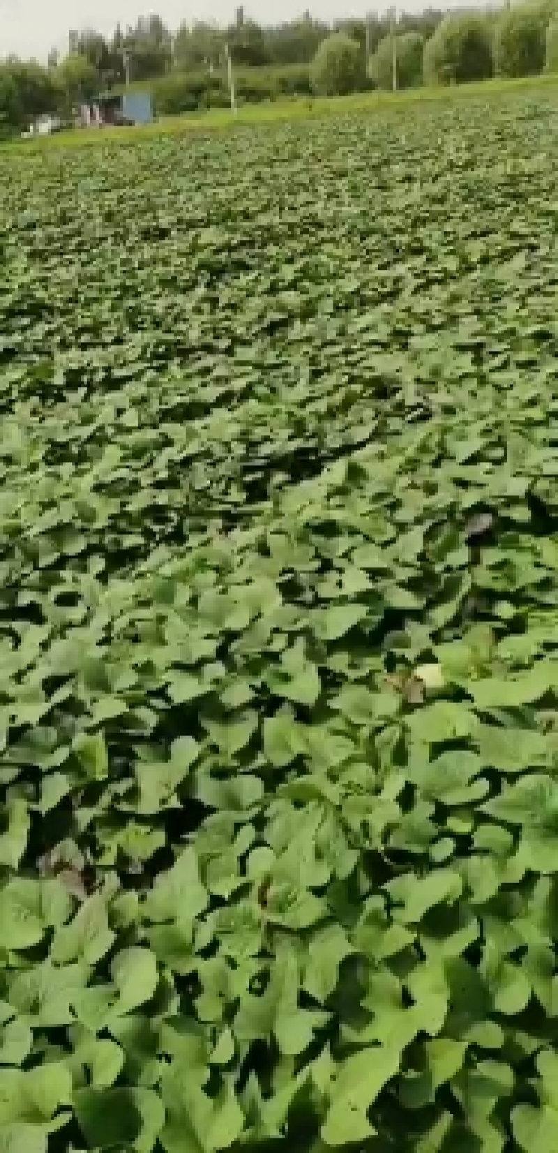 蜜薯红薯苗各种脱毒红薯苗欢迎实地考察订购
