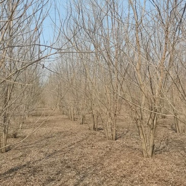 精品丛生白蜡大量出售，货源充足，量大从优，以质论价