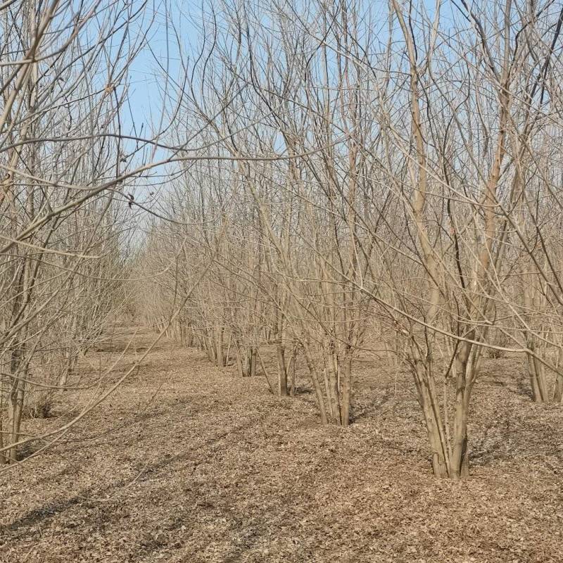 精品丛生白蜡大量出售，货源充足，量大从优，以质论价