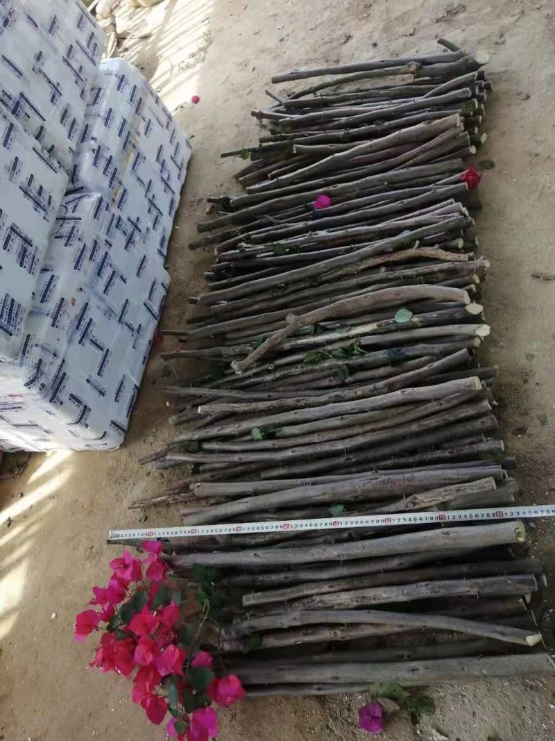 三角梅种苗枝条：水红，紫花如图实物基地直销