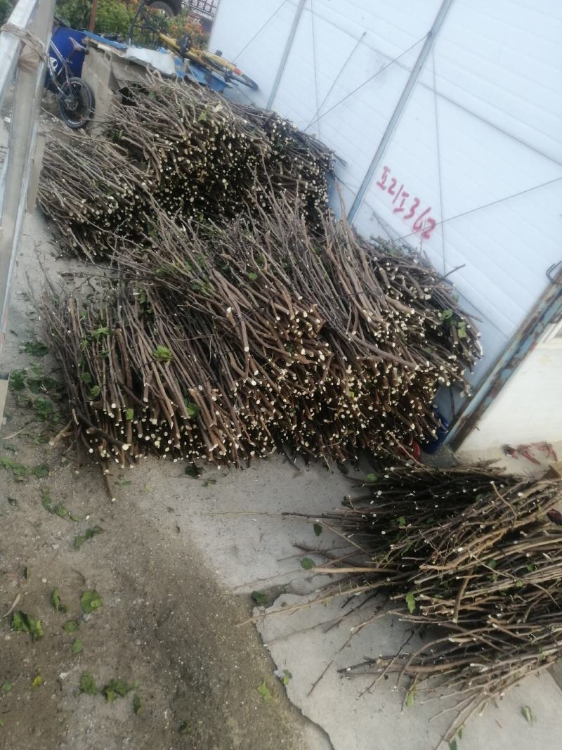 三角梅种苗枝条：水红，紫花如图实物基地直销