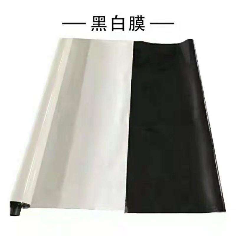 进口大棚黑白膜隔热养殖食用菌大棚防晒加厚反光遮阳保温养鸡