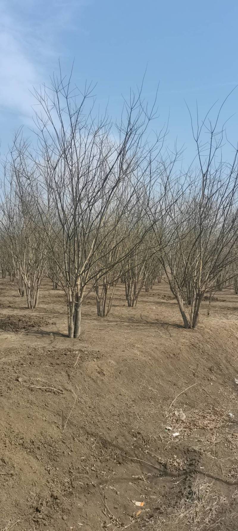 精品丛生白蜡大量出售，货源充足，量大从优，以质论价