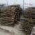 三角梅种苗枝条：水红，紫花如图实物基地直销