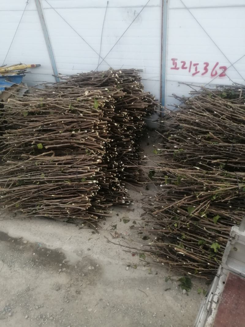 三角梅种苗枝条：水红，紫花如图实物基地直销