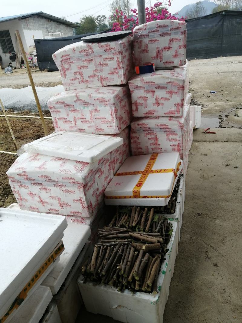 三角梅种苗枝条：水红，紫花如图实物基地直销