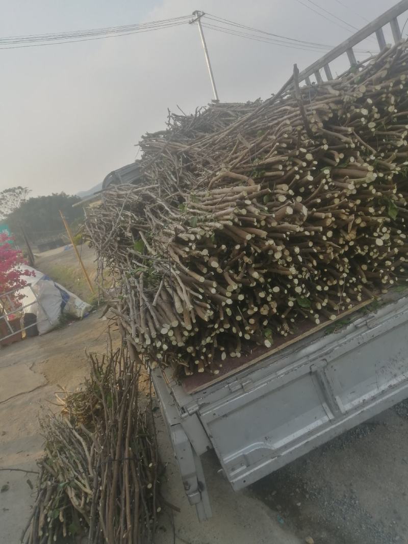 三角梅种苗枝条：水红，紫花如图实物基地直销