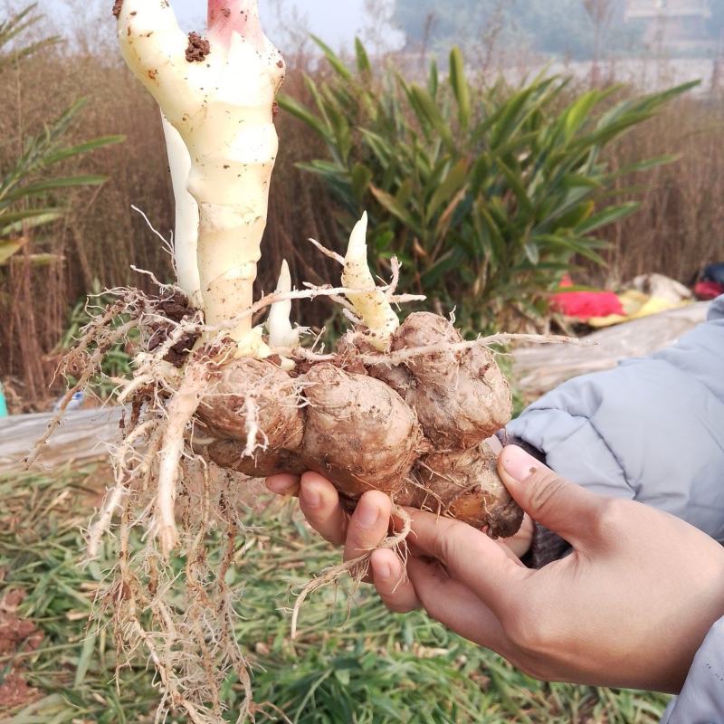 四川中黄姜