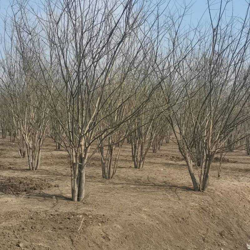 大量精品丛生国槐出售，货源充足，质量保证，量大从优
