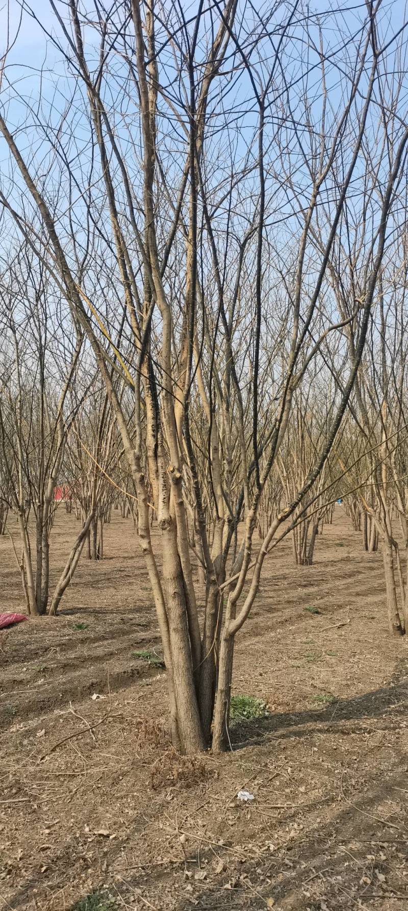 大量精品丛生国槐出售，货源充足，质量保证，量大从优