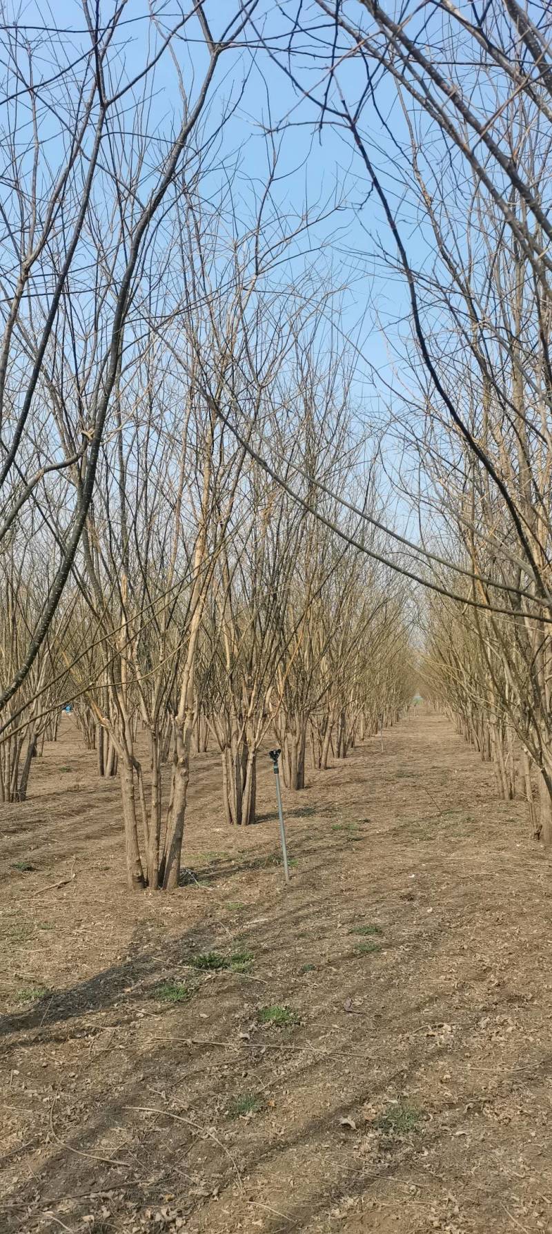 大量精品丛生国槐出售，货源充足，质量保证，量大从优