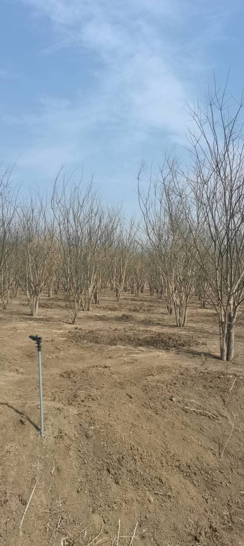 大量精品丛生国槐出售，货源充足，质量保证，量大从优