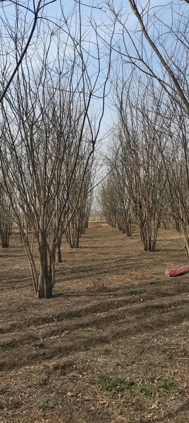 大量精品丛生国槐出售，货源充足，质量保证，量大从优