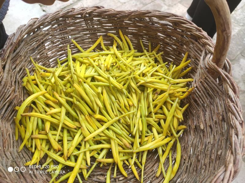 庆阳黄花菜干货农家自产无硫金针菜新货
