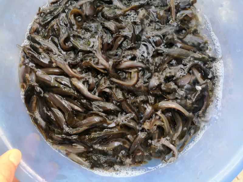 土塘鲺苗滑哥三黄土塘鲺品种有大小规格基地直销欢迎选购