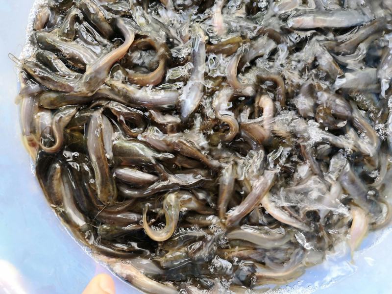土塘鲺苗滑哥三黄土塘鲺品种有大小规格基地直销欢迎选购