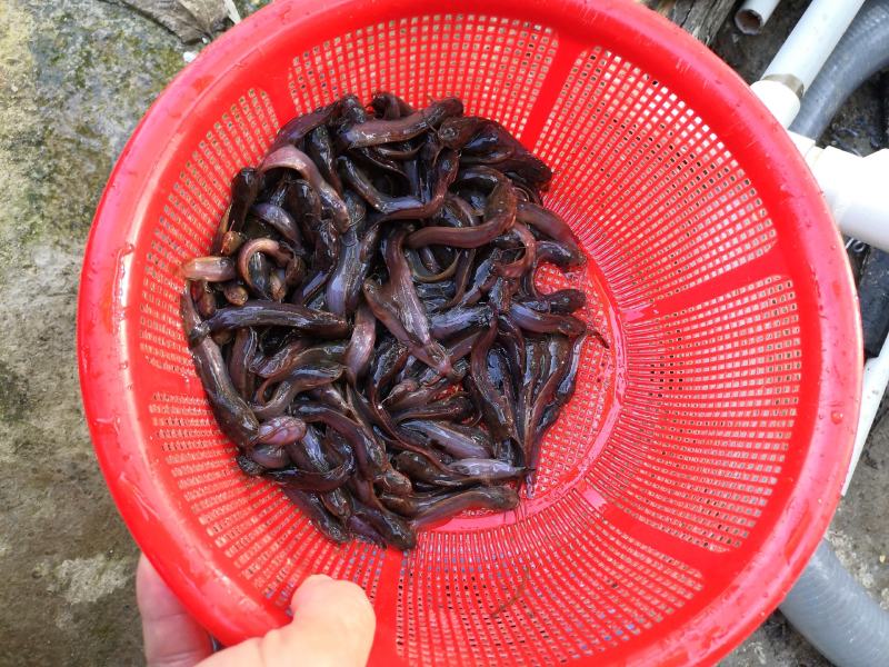 土塘鲺苗滑哥三黄土塘鲺品种有大小规格基地直销欢迎选购