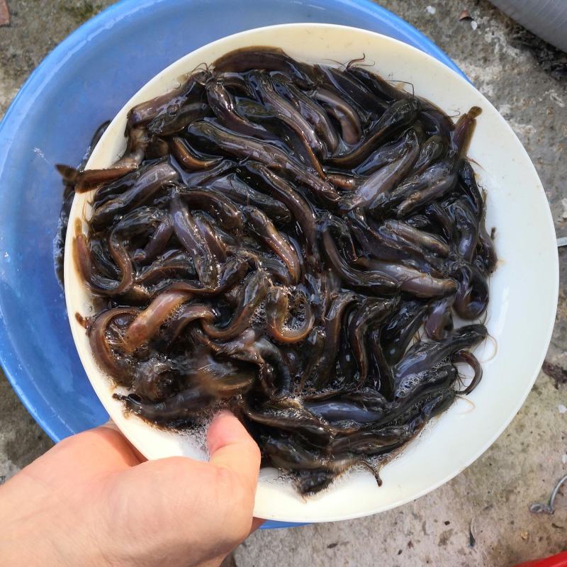 土塘鲺苗滑哥三黄土塘鲺品种有大小规格基地直销欢迎选购