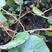 东红猕猴桃树苗0.6~0.8cm40~50cm嫁接