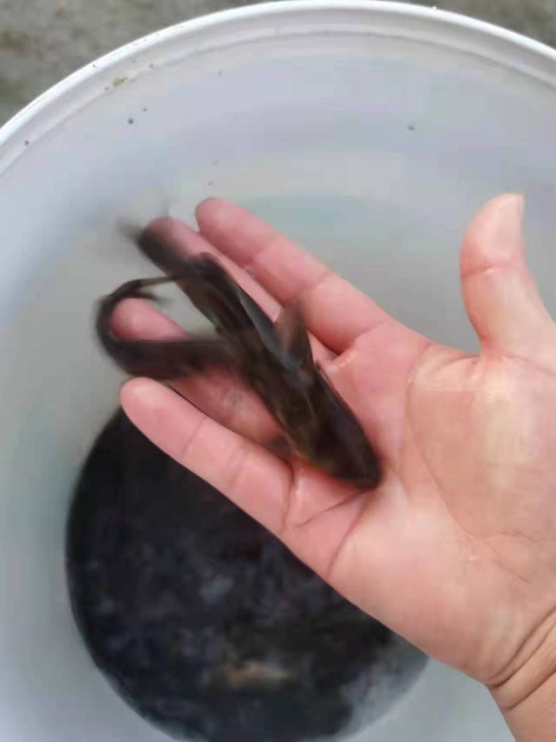 黄颡鱼苗货源充足产地直发送货上门包成活