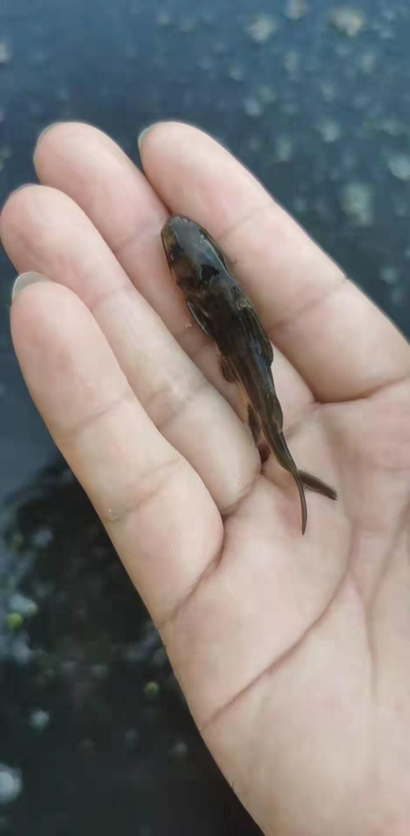 黄颡鱼苗货源充足产地直发送货上门包成活