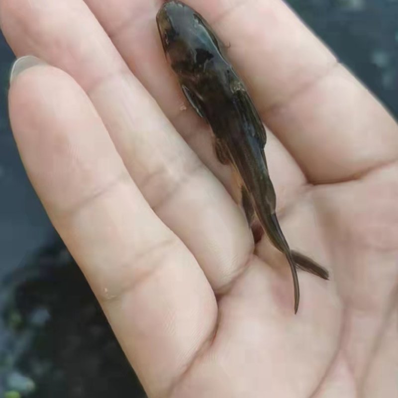 黄颡鱼苗货源充足产地直发送货上门包成活