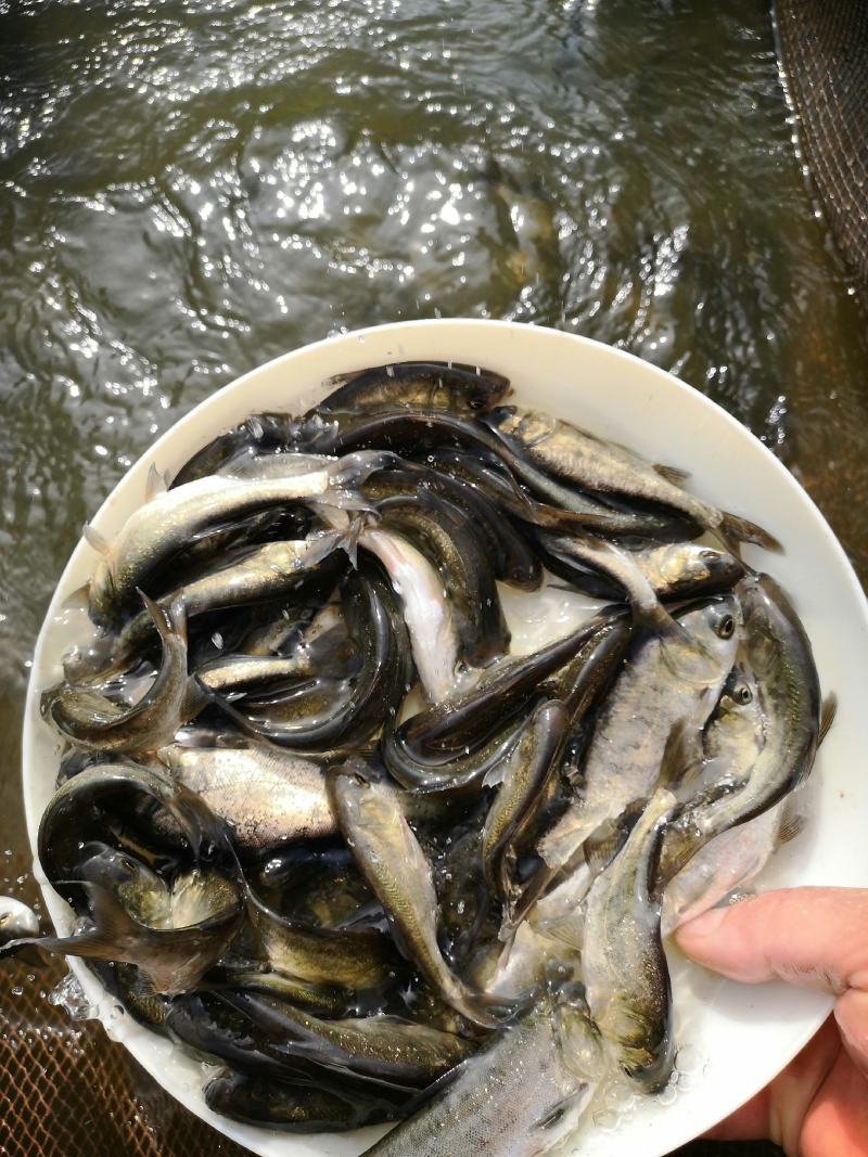 优质鳙鱼苗花鲢鱼苗白鲢鱼苗大头鱼苗，欢迎你的选购