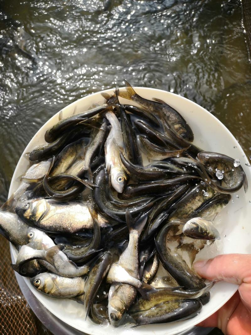 优质鳙鱼苗花鲢鱼苗白鲢鱼苗大头鱼苗，欢迎你的选购