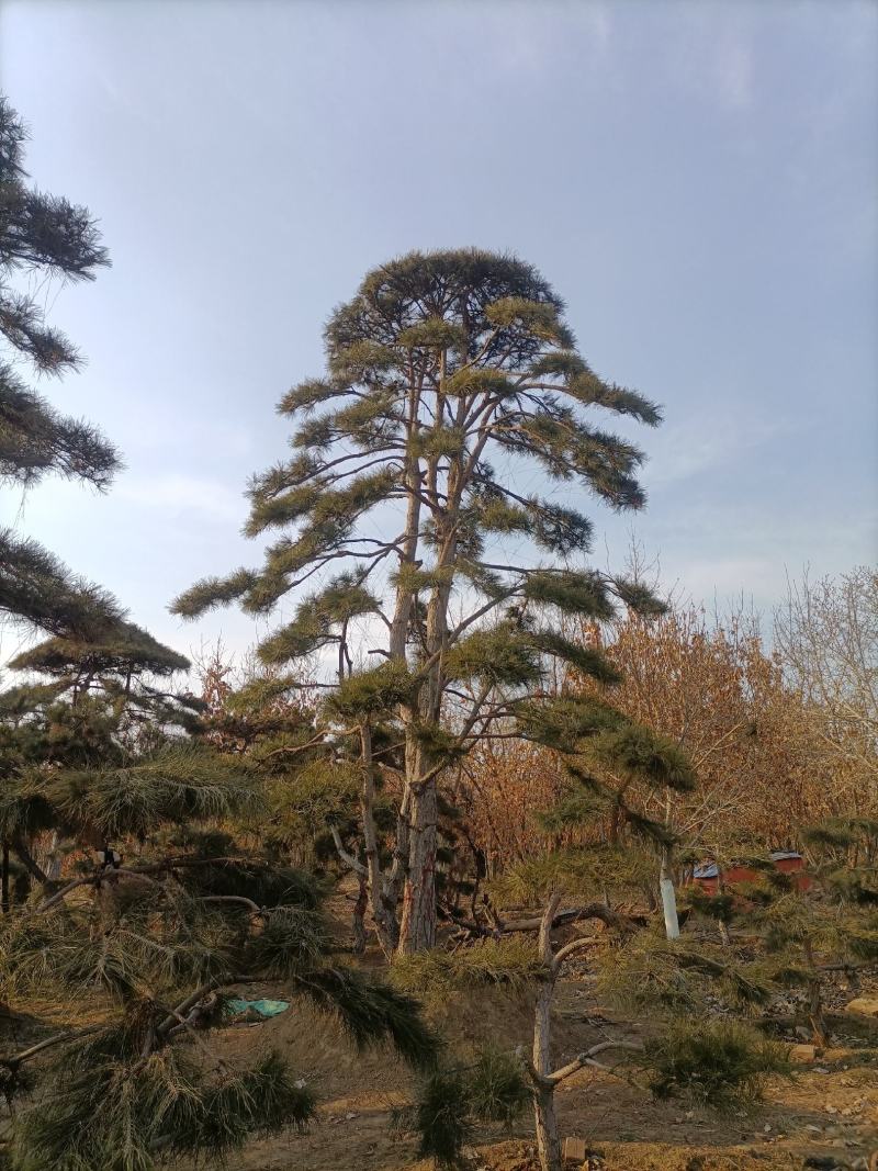 造型松，黑松，造型黑松，造型松油松，售后服务免费