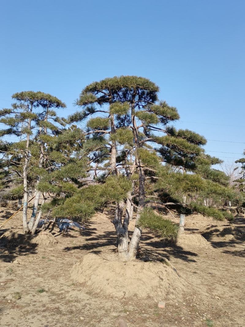 造型松，黑松，造型黑松，造型松油松，售后服务免费