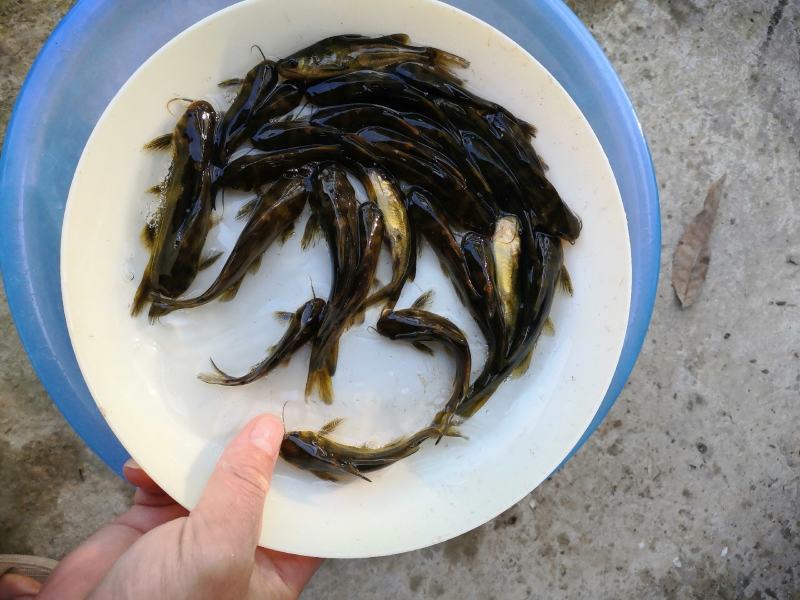 杂交黄骨鱼苗黄颡鱼黄辣丁，品质好，种苗有保证。
