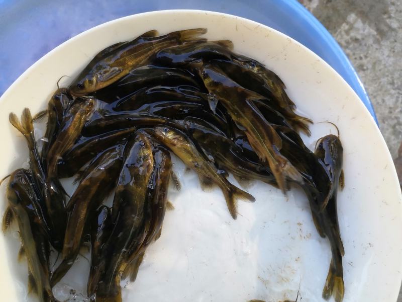 杂交黄骨鱼苗黄颡鱼黄辣丁，品质好，种苗有保证。