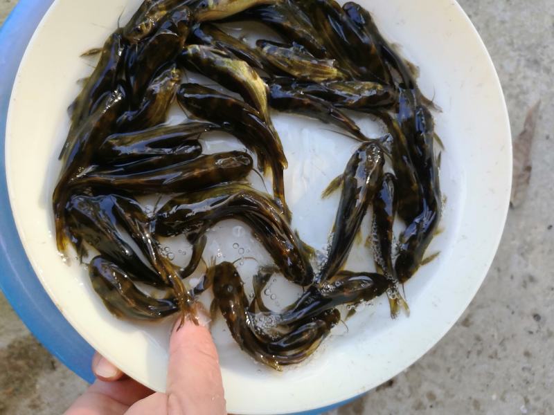 杂交黄骨鱼苗黄颡鱼黄辣丁，品质好，种苗有保证。