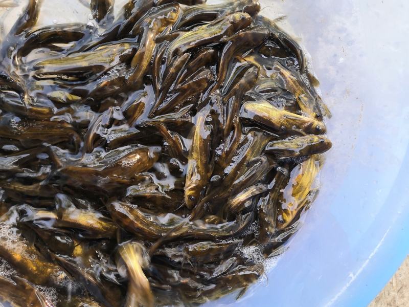 杂交黄骨鱼苗黄颡鱼黄辣丁，品质好，种苗有保证。