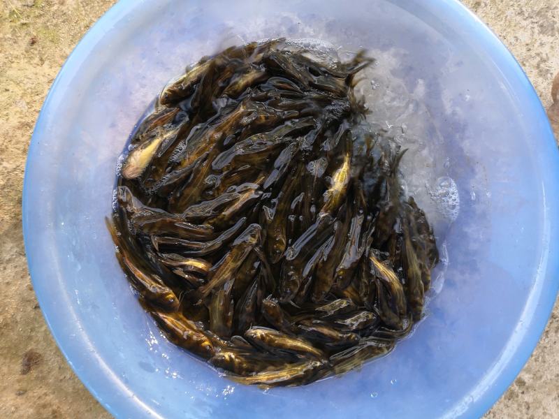 杂交黄骨鱼苗黄颡鱼黄辣丁，品质好，种苗有保证。